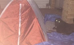 Olliver the guard dog at the tent