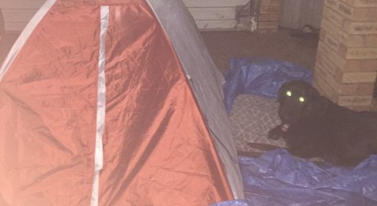 Olliver the guard dog at the tent