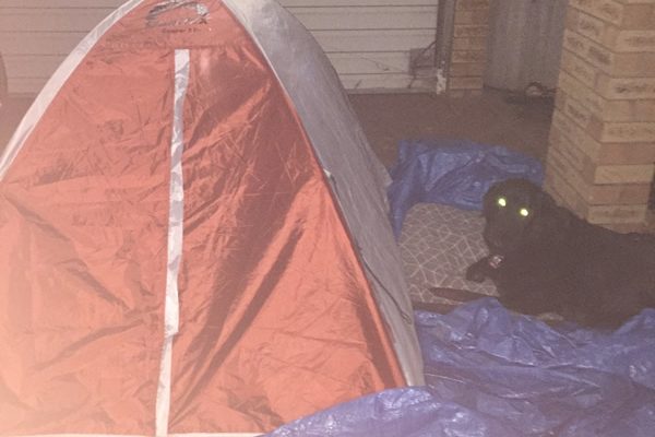 Olliver the guard dog at the tent